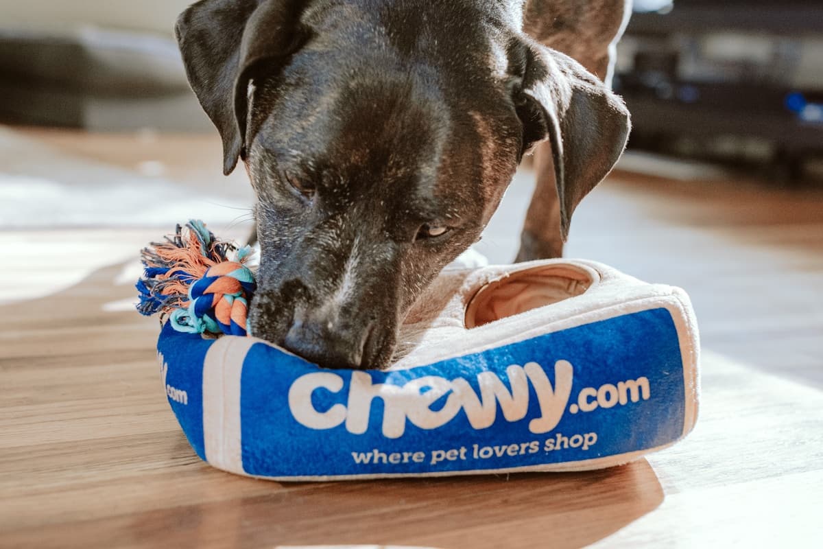 Viešbučiai ir pensionai gyvūnams